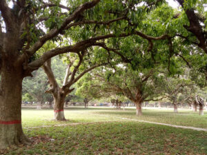 Mujibnagor mango garden pic 6 e1650155142403